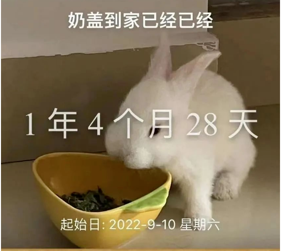 “我的朋友被爷爷吃了”:“情感陪伴”成为当代人的“刚需”